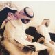 عقد قران : المهندس حسام الخليوي