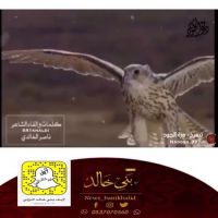 #جديد #الشاعر #ناصر #حمد #الضاحي