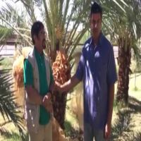 اول مزارع عربي نخيل في امريكا المدرب عبدالله الخالدي