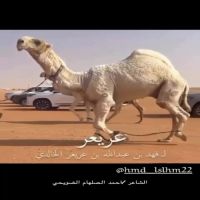 #مشاركه الشاعر احمد الصلهام #الخالدي  بمناسبه فوز القعود ( عريعر ) #بالمركز #الاول